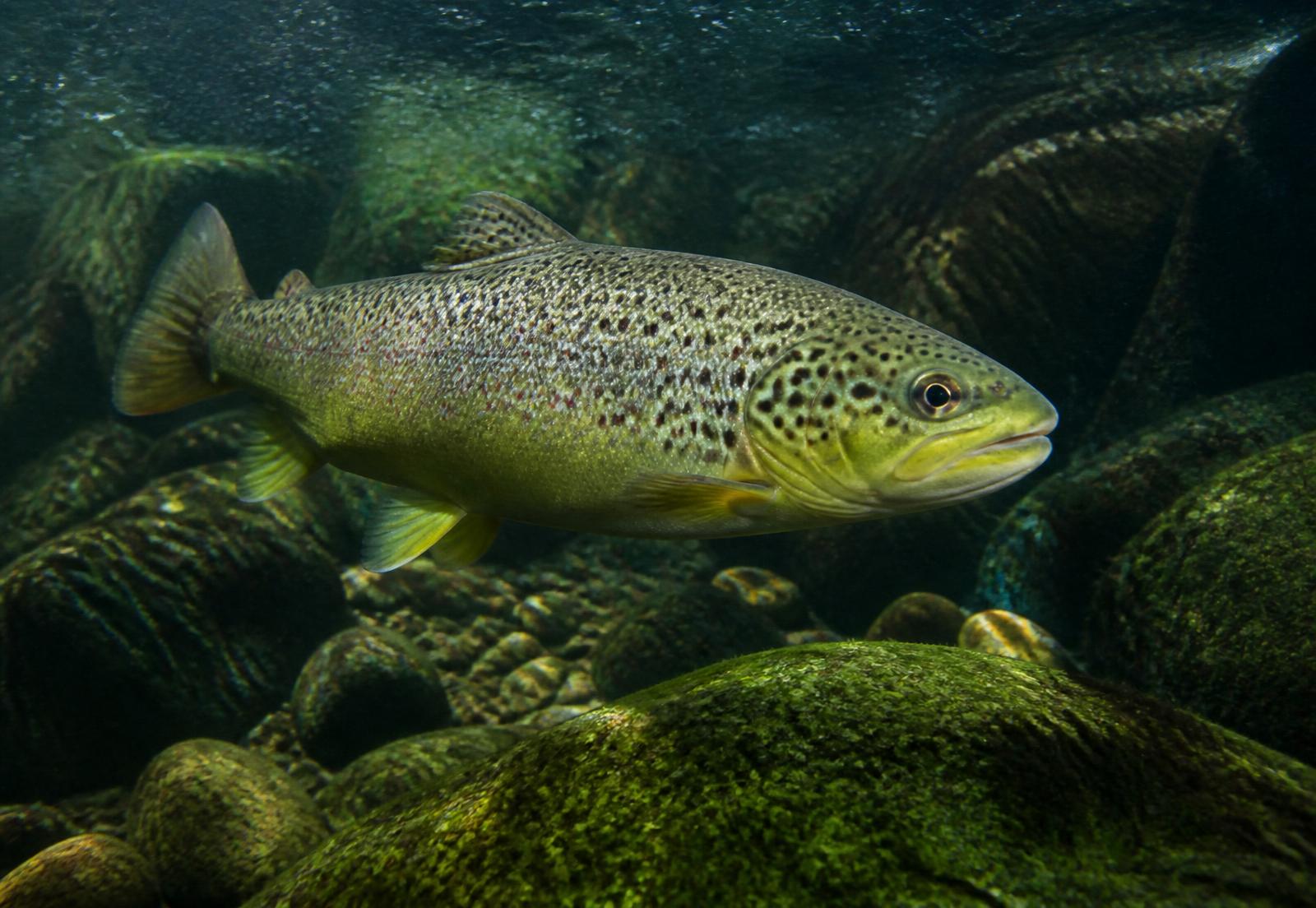 Brown trout in a dark cold mountain stream with olive flank and dark haloed spots
