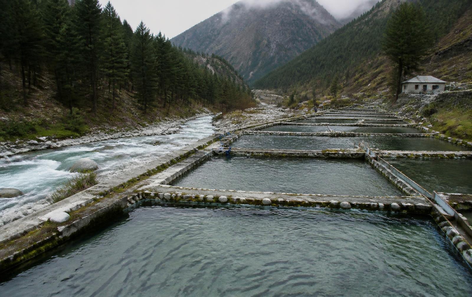 Stone-lined trout raceway ponds fed by a fast glacier river in a pine-covered Himalayan valley