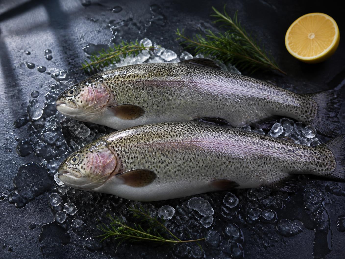 Two whole fresh rainbow trout resting on crushed ice on dark slate with herbs and lemon