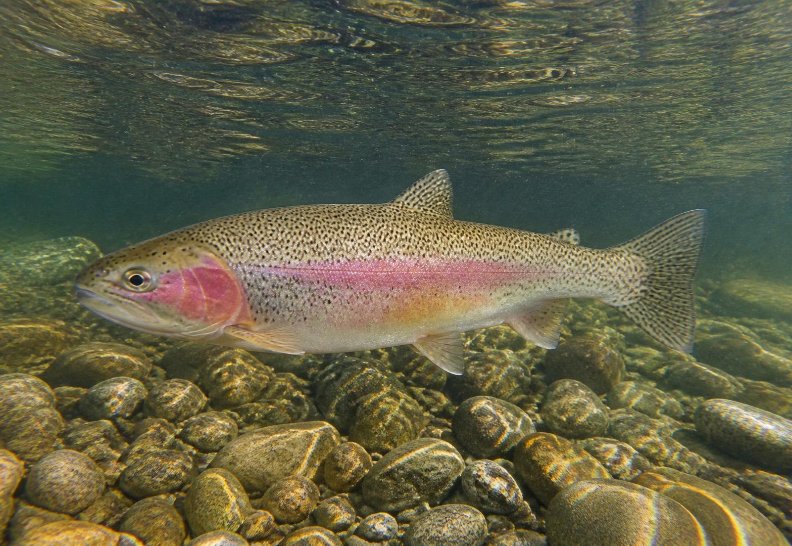 Rainbow trout holding position in a clear cold river above a gravel bed, pink lateral stripe visible